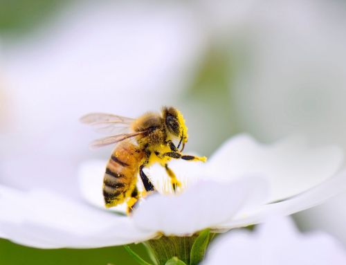 Humming Bee Breath: A New Way to Reduce Anxiety Naturally!