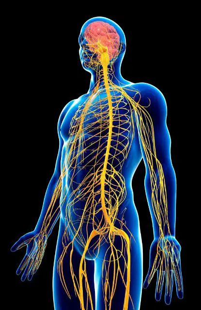 breathwork vs meditation nervous system